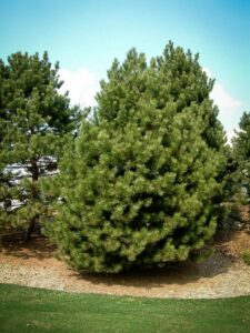 Сосна Чёрная (Pinus Nigra) купить по цене от 270.00р. в интернет-магазине «Посадика» с доставкой почтой в в Балашове и по всей России – [изображение №1].