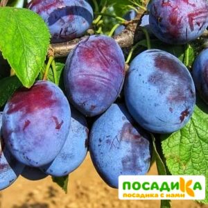 Слива Чачакская ранняя купить по цене от 229.00р. в интернет-магазине «Посадика» с доставкой почтой в в Балашове и по всей России – [изображение №1].