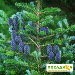 Пихта корейская (Abies koreana) купить по цене от 450.00р. в интернет-магазине «Посадика» с доставкой почтой в в Балашове и по всей России – [изображение №1].