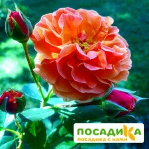 Роза Арабия купить по цене от 350.00р. в интернет-магазине «Посадика» с доставкой почтой в в Балашове и по всей России – [изображение №1].