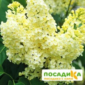 Сирень Примроуз (Primrose) купить по цене от 529.00р. в интернет-магазине «Посадика» с доставкой почтой в в Балашове и по всей России – [изображение №1].