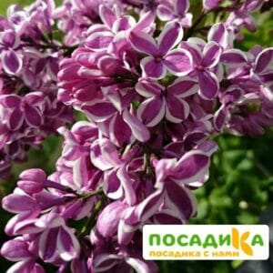 Сирень Сенсация купить по цене от 529.00р. в интернет-магазине «Посадика» с доставкой почтой в в Балашове и по всей России – [изображение №1].