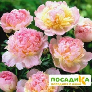 Пион Распберри Сандей (Paeonia Raspberry Sundae) купить по цене от 959р. в интернет-магазине «Посадика» с доставкой почтой в в Балашове и по всей России – [изображение №1].