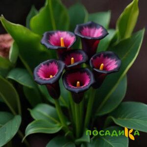 Калла Аура Лейс купить по цене от 400р. в интернет-магазине «Посадика» с доставкой почтой в в Балашове и по всей России – [изображение №1].