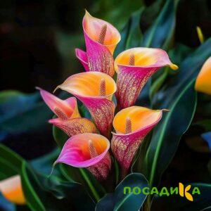 Калла Оникс купить по цене от 450р. в интернет-магазине «Посадика» с доставкой почтой в в Балашове и по всей России – [изображение №1].