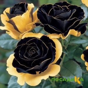 Роза Ханни Сикл купить по цене от 700р. в интернет-магазине «Посадика» с доставкой почтой в в Балашове и по всей России – [изображение №1].