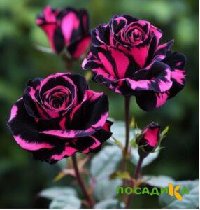 Роза Багровый Шепот купить по цене от 366р. в интернет-магазине «Посадика» с доставкой почтой в в Балашове и по всей России – [изображение №1].