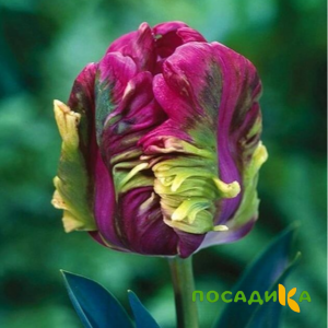 Тюльпан Экзотик Хэвен купить по цене от 186р. в интернет-магазине «Посадика» с доставкой почтой в в Балашове и по всей России – [изображение №1].