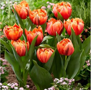 Тюльпан Гудошник Дабл купить по цене от 185р. в интернет-магазине «Посадика» с доставкой почтой в в Балашове и по всей России – [изображение №1].